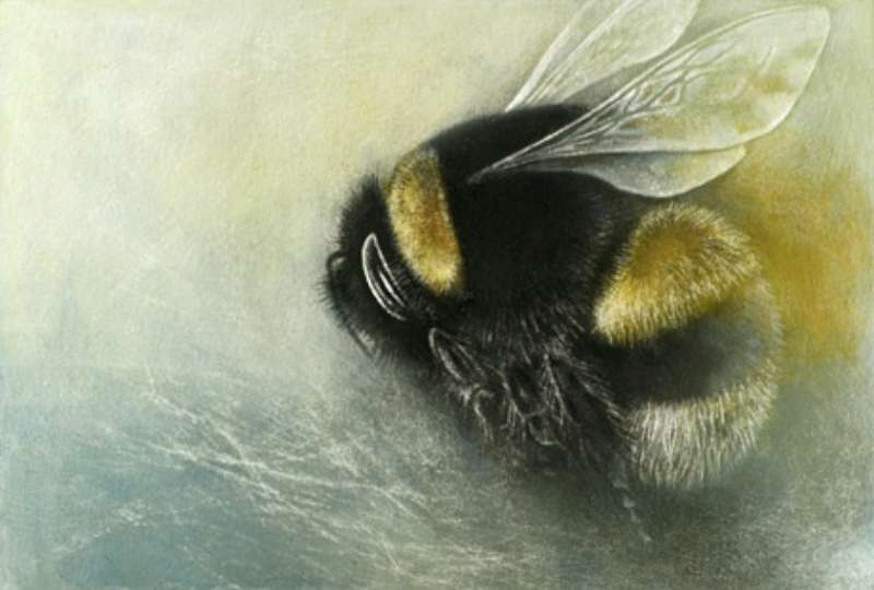 Flight of the last Bumblebee